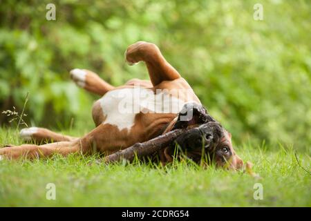 Boxer laminazione sull'erba Foto Stock