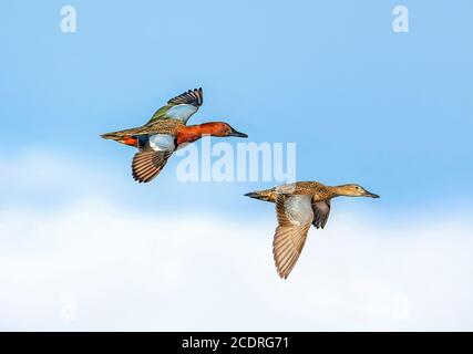 Una coppia di Cinnamon Teal prende il volo sopra le nuvole e contro un cielo azzurro chiaro. Foto Stock