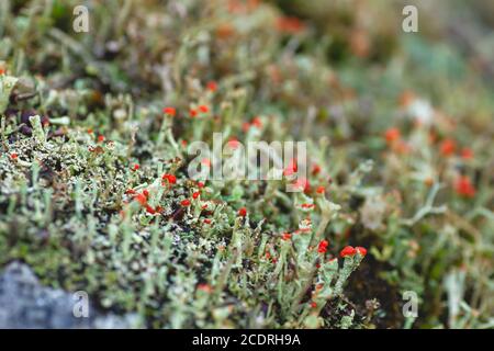 Cladonia cristatella o lichen soldato britannico Foto Stock