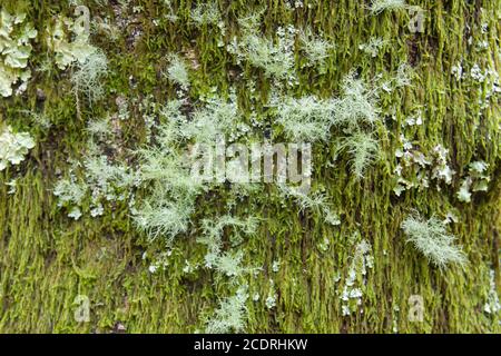 Muschio verde e licheni che coprono un tronco di albero Foto Stock