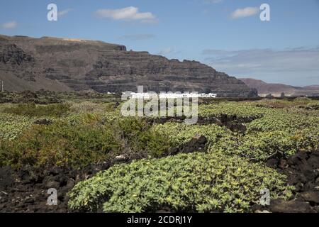 Paesaggio costiero di lava con la prima vegetazione vicino a Orzola, Lanzarote, Isole Canarie, Spagna, Europe Foto Stock