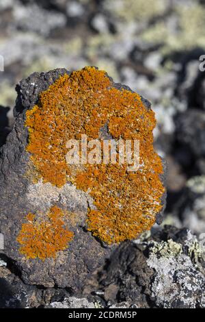 Primo lichene e piante di una nuova vegetazione sul flusso di lava raffreddato a Mancha Blanca, Foto Stock