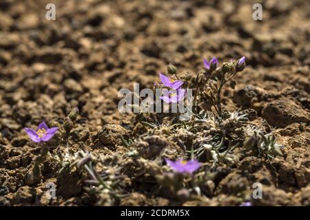 Primo lichene e piante di una nuova vegetazione sul flusso di lava raffreddato a Mancha Blanca, Foto Stock
