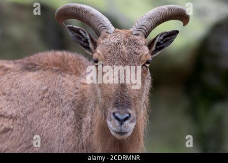 Pecora di barbaro. Foto Stock