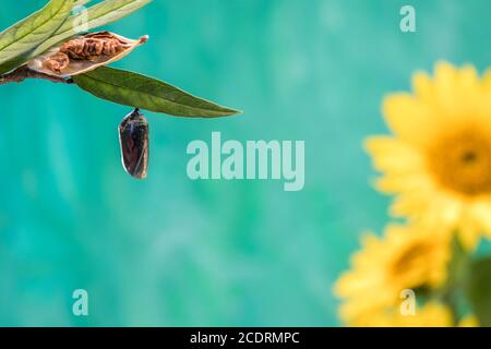 Monarch butterfly chrysalis, Danaus plexippuson, palcoscenico chiaro sfondo blu Foto Stock