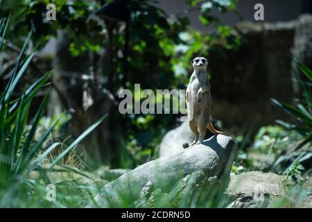 Un meerkat (una specie di manga) mantiene il punto di osservazione nella sua recinzione zoo. Foto Stock