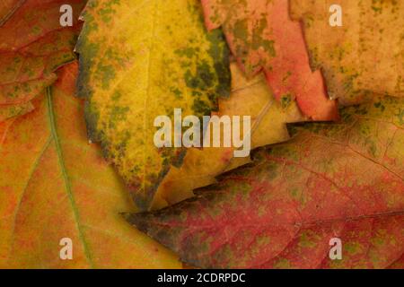 Victoria superriduttore autunnale foglie cadute Foto Stock