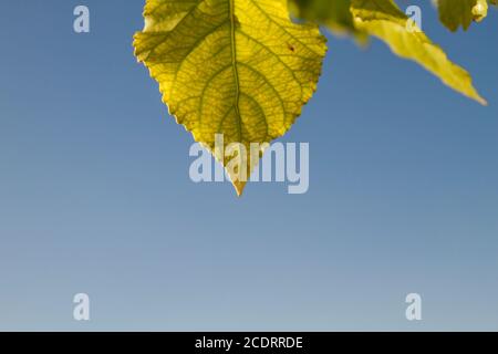 Aspen albero verde fogliame Foto Stock