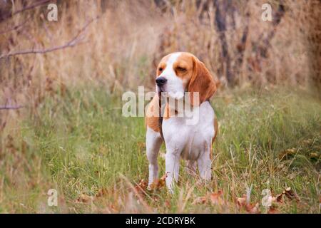 beagle cane si trova in un prato e guarda a. lato sull'erba in autunno Foto Stock