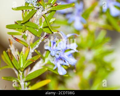 Rosmarinus officinalis - pianta di rosmarino in fiore Foto Stock