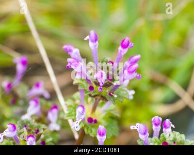 Lamium amplexicaule - Hennit su fiorire su un prato Foto Stock