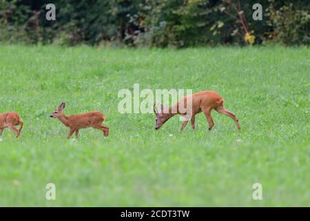 Un capriolo con le formiche in una trota con la famiglia passeggiate attraverso un prato Foto Stock