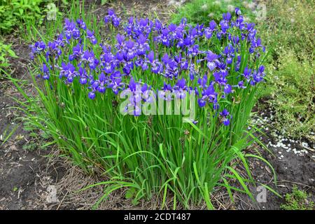 Fiori viola e blu iris primo piano su sfondo verde giardino. Giorno di sole. Molto iris. . I fiori blu e viola dell'iride stanno crescendo in giardino Foto Stock