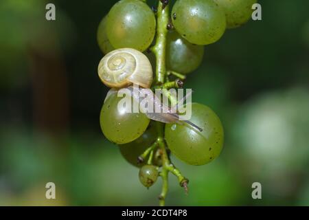 Una lumaca di boschetto (Cepaea nemoralis) su un grappolo di uve. Famiglia Helicidae. Agosto, in un giardino olandese. Paesi Bassi. Foto Stock