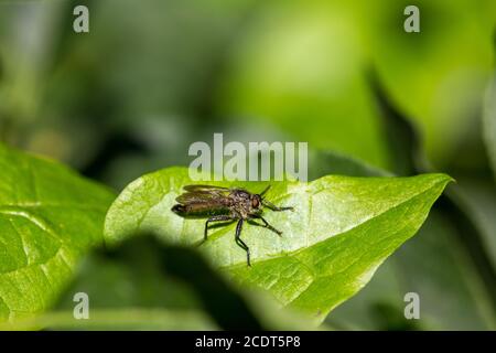 Dune robberfly seduto al punto di osservazione Foto Stock