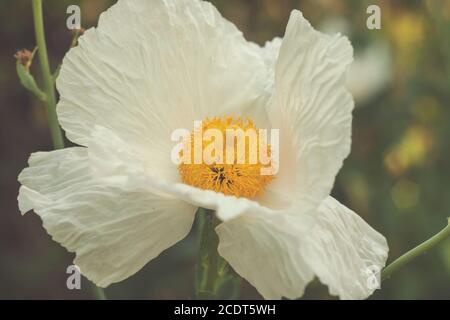 Romneya coulteri o papavero dell'albero della California Foto Stock