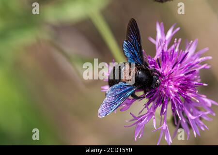 Ape viola carpentiere piena di acari Foto Stock