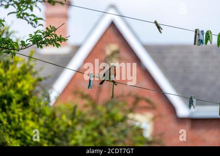 Rapina europea, Erithacus rubustula, Lancashire, Inghilterra, Gran Bretagna Foto Stock