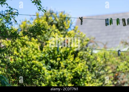 Rapina europea, Erithacus rubustula, Lancashire, Inghilterra, Gran Bretagna Foto Stock