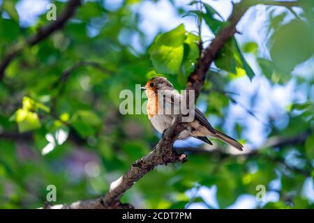 Rapina europea, Erithacus rubustula, Lancashire, Inghilterra, Gran Bretagna Foto Stock