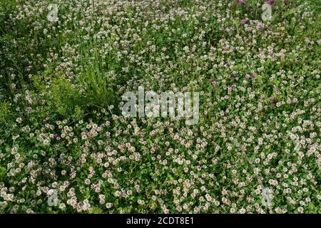 Trifoglio bianco selvatici fiori di prato in campo. Natura vintage estate autunno outdoor dello sfondo della foto Foto Stock