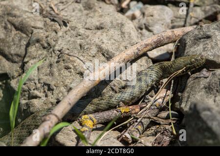 Primo piano di un serpente di dadi di caccia Foto Stock