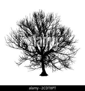 Nero albero secco in inverno o in autunno silhouette su sfondo bianco. illustrazione Foto Stock