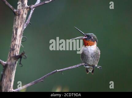 Un colibrì maschio con una gola di rubino arroccato su un fusto di fiori di yucca con becco aperto. Foto Stock