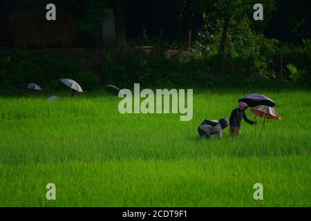 I contadini tribali lavorano al sole caldo utilizzando ombrelloni, nella periferia di Agartala, Tripura, India. Foto Stock