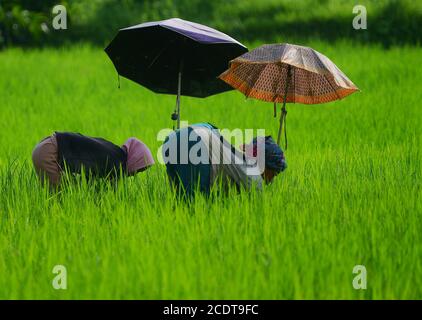 I contadini tribali lavorano al sole caldo utilizzando ombrelloni, nella periferia di Agartala, Tripura, India. Foto Stock