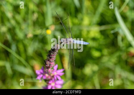 Skimmer Keeled poggiato su un'inflorescenza di losewlife viola Foto Stock