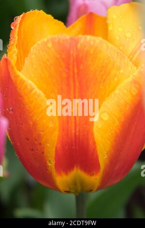 Colorati fiori di tulipano con splendido sfondo in una giornata estiva luminosa, tulipano giallo Foto Stock