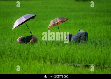 I contadini tribali lavorano al sole caldo utilizzando ombrelloni, nella periferia di Agartala, Tripura, India. Foto Stock