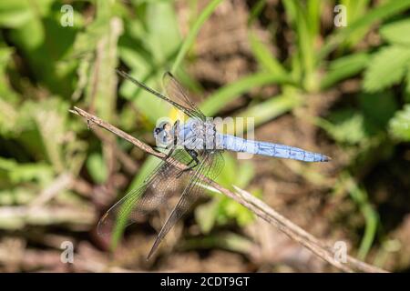 Skimme del sud che poggia su un ramoscello Foto Stock