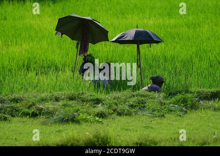 I contadini tribali lavorano al sole caldo utilizzando ombrelloni, nella periferia di Agartala, Tripura, India. Foto Stock