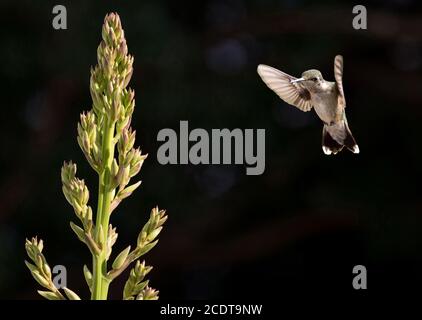 Un colibrì maschio immaturo con una colorazione rubino che si abbonda su uno sfondo scuro vicino a un fusto di fiori di yucca. Foto Stock