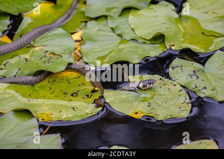 Caccia erba serpente lurks tra foglie di giglio d'acqua per un preda Foto Stock