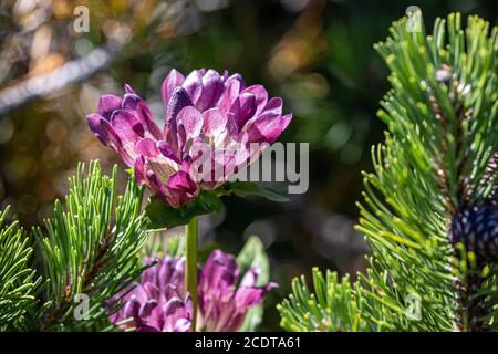 Genziana ungherese nelle alpi austriache (Rax) Foto Stock