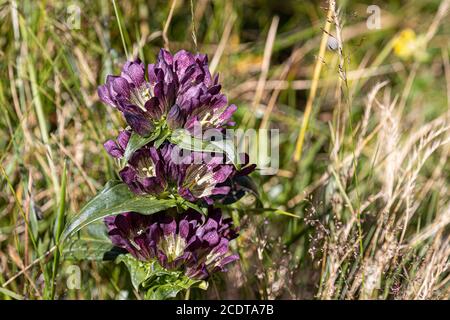 Genziana ungherese nelle alpi austriache (Rax) Foto Stock