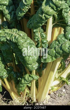 Swiss Chard Beta vulgaris var. Cicla "Fordhook Giant" in un orto, verdure di Petiole Foto Stock