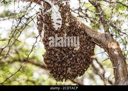 Una colonia di api africanizzate selvatiche o fuggite Foto Stock