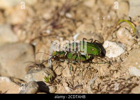 Coleotteri di tigre marocchine di accoppiamento Foto Stock