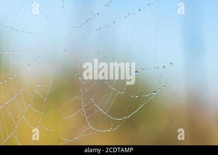 Vista ravvicinata delle stringhe di una spider web. Spider Web con sfondo colorato, serie natura Foto Stock