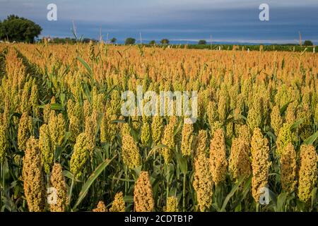 Campo di miglio nel Burgenland, Austria Foto Stock