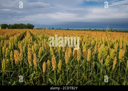 Campo di miglio nel Burgenland, Austria Foto Stock