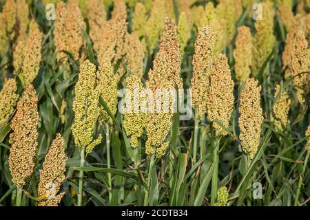 Campo di miglio nel Burgenland, Austria Foto Stock