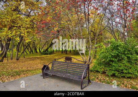 Rowan con bacche rosse sopra una panchina in autunno parcheggio Foto Stock