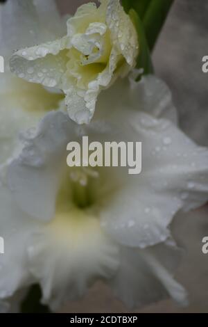 Gladioli bianchi in un giardino irlandese dopo una pioggia estiva doccia Foto Stock