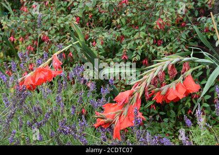 Gladiolus e lavanda in un giardino irlandese dopo un'estate doccia con getto a pioggia Foto Stock