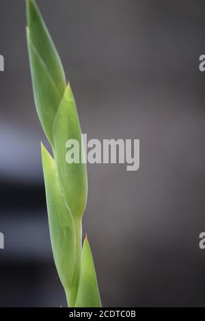 Gladioli bianchi in un giardino irlandese dopo una pioggia estiva doccia Foto Stock